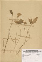 藏品(半夏)的圖片